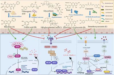 Frontiers | Potential Roles Of Gut Microbes In Biotransformation Of ...